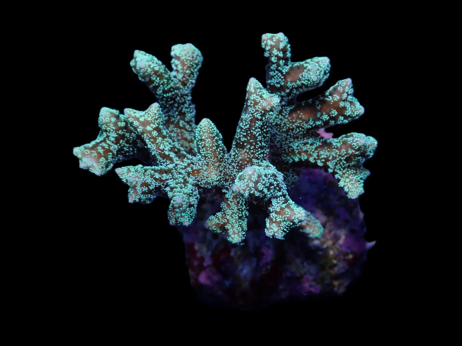 Seriatopora guttatus (Green) | M