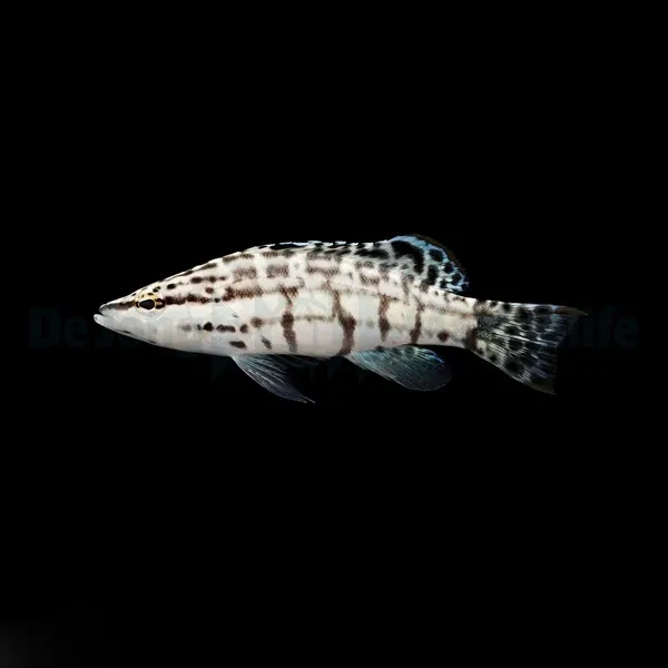 Serranus tigrinus - T.B. | All sizes