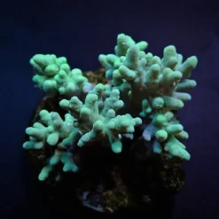 Sinularia spp. (Yellow-Green) | XL