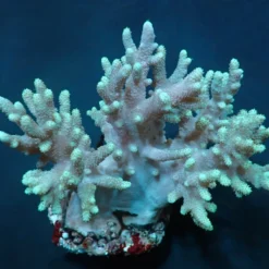 Sinularia spp. | S