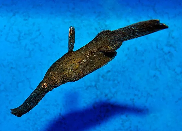 Solenostomus cyanopterus | All sizes