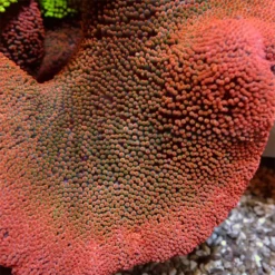 Stichodactyla spp. (Red) | L