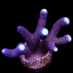 Stylophora pistillata (Milka) | S