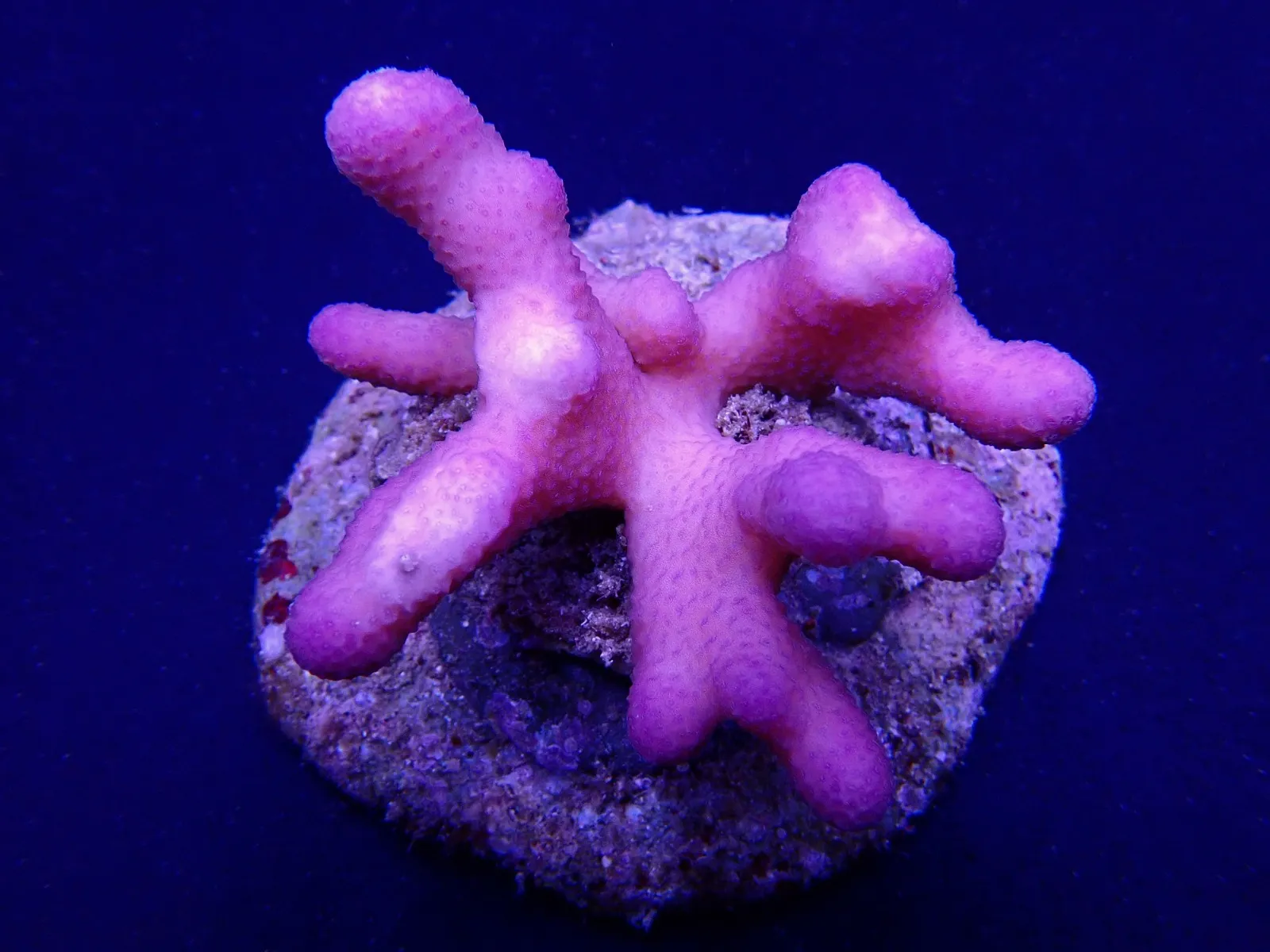 Stylophora pistillata (Pink) (Tonga) | XXL