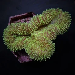 Symphyllia spp. (Green) | M