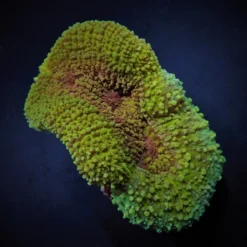 Symphyllia spp. (Green) (Premium) | XXXL