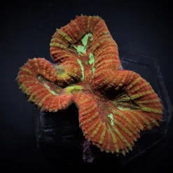 Symphyllia spp. (Orange-Red) | M