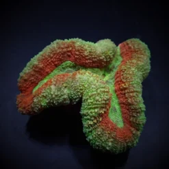 Symphyllia spp. (Splitcolor) | L