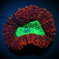 Symphyllia spp. (Splitcolor) (Premium) | XXL