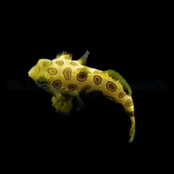 Pterosynchiropus picturatus - DJM Bred | All sizes