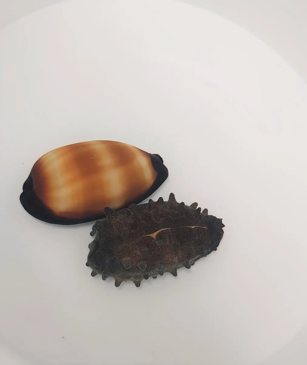 Talparia talpa | All sizes
