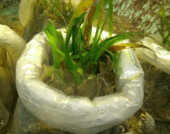 Thalassia spp. | All sizes