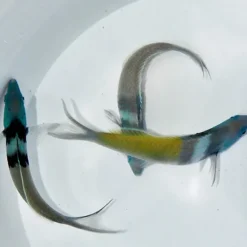 Thalassoma bifasciatum | M