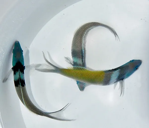 Thalassoma bifasciatum | L
