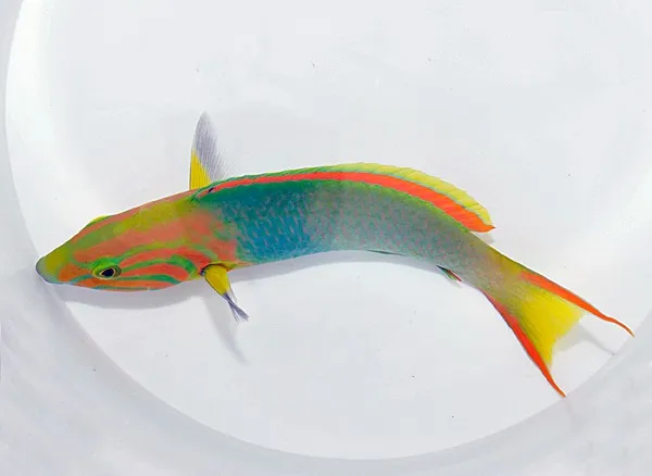 Thalassoma lutescens | S