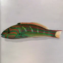 Thalassoma quinquevittatum | M