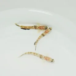 Tomiyamichthys oni | All sizes