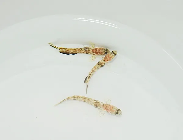 Tomiyamichthys oni | All sizes