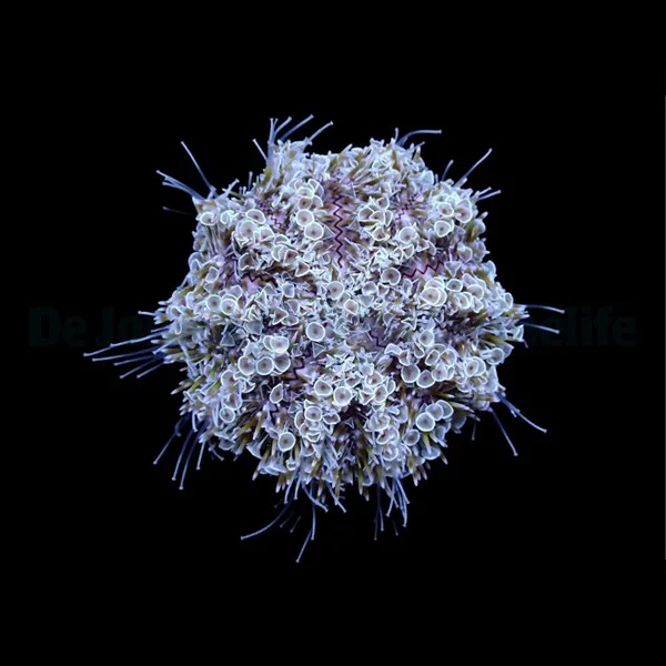 Toxopneustes pileolus | S
