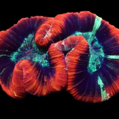 Trachyphyllia spp. (Premium) | XL