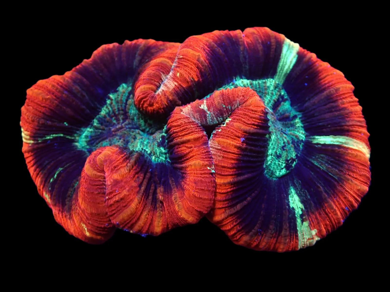 Trachyphyllia spp. (Premium) | XXL