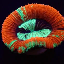 Trachyphyllia spp. (Red) | M