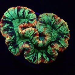 Trachyphyllia spp. (Rainbow) | M