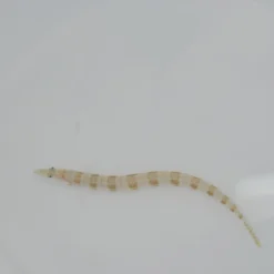 Trichonotus setiger | S