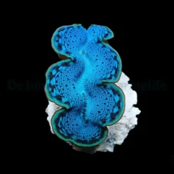 Tridacna maxima (Blue) (6cm)