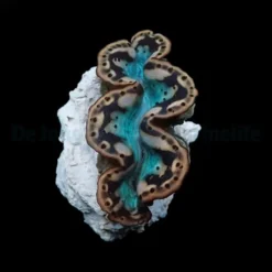 Tridacna maxima (Yellow-Gold) (6cm)