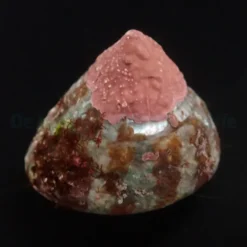 Trochus histrio | All sizes