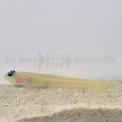 Vanderhorstia flavilineata | All sizes