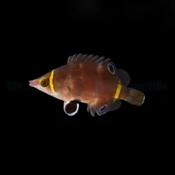 Wetmorella nigropinnata | All sizes