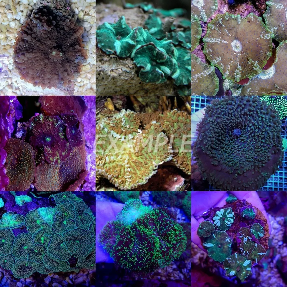 Coral pack - Mix Mushrooms (Medium) (10 pcs) | M