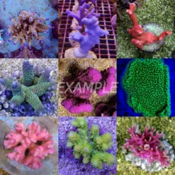 Coral pack - Mix SPS corals (Premium) (Small) (5 pcs) | S