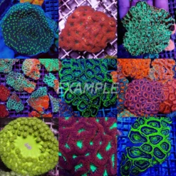 Coral pack - Mix LPS corals (Premium) (Large) (20 pcs) | L