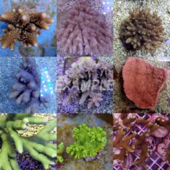 Coral pack - Mix SPS corals (Common) (Medium) (10 pcs) | M