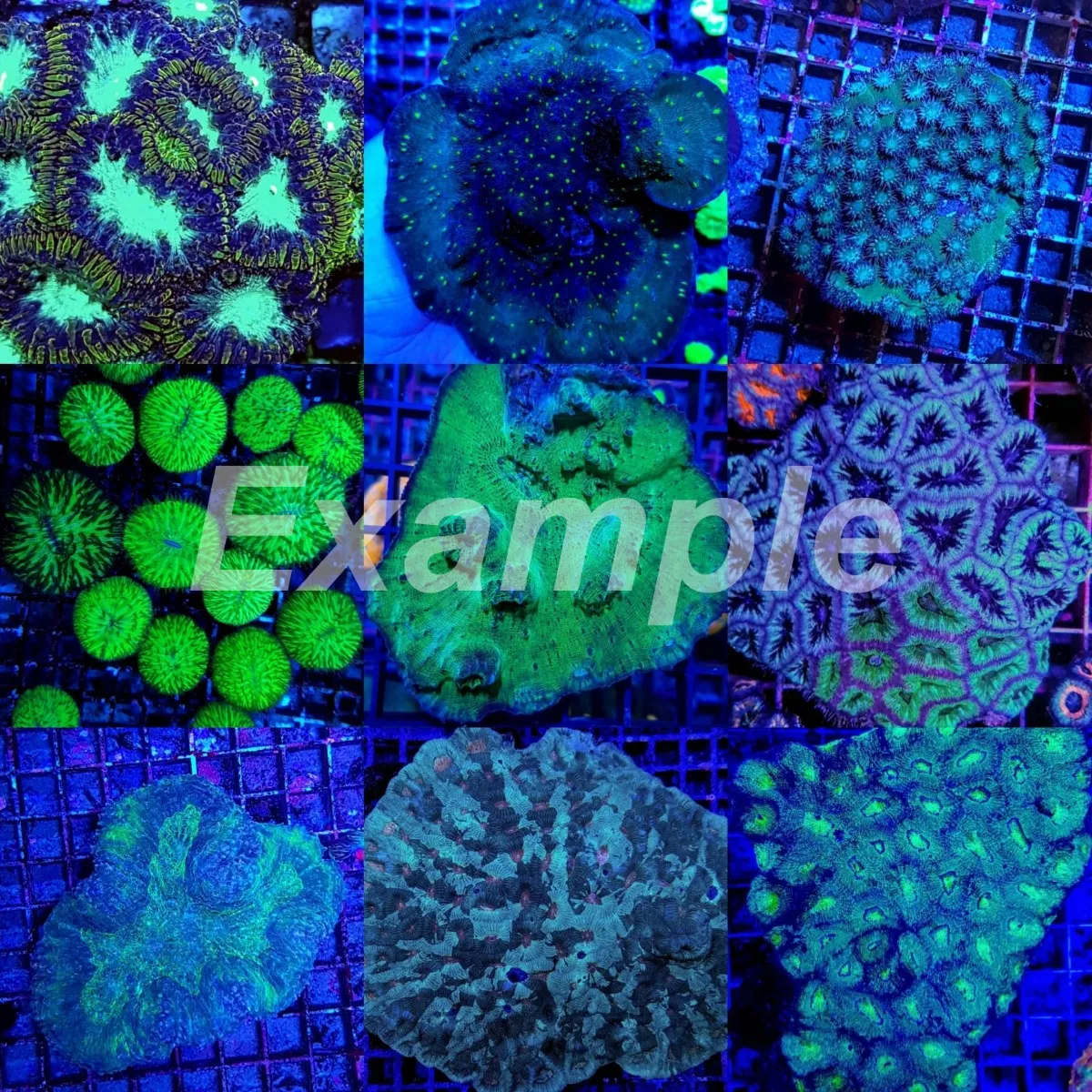 Coral pack - Mix LPS corals (Common) (Large) (5 pcs) | L