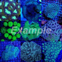 Coral pack - Mix LPS corals (Common) (Small) (10 pcs) | S