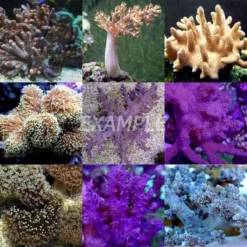 Coral pack - Mix Soft Corals (Medium) (20 pcs) | M