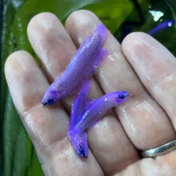 Pseudochromis fridmani (Crossback) - T.B. | All sizes
