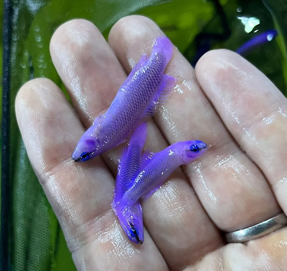 Pseudochromis fridmani (Crossback) - T.B. | All sizes