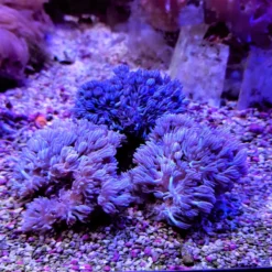 Xenia spp. (Pumping) | M