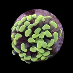 Euphyllia paraancora (Yellow-Gold) (1 hd.) | FRAG