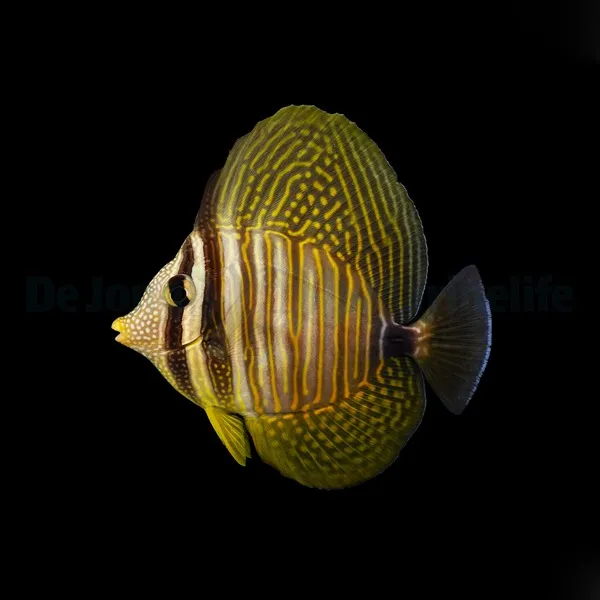Zebrasoma desjardinii | XXL