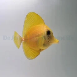 Zebrasoma scopas (Yellow) | All sizes