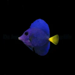Zebrasoma xanthurum - T.R. | All sizes