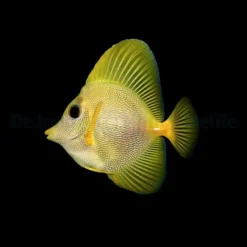 Zebrasoma xanthurum (Yurple) - T.B. 79e | All sizes