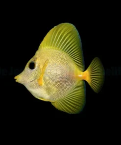 Zebrasoma xanthurum (Yurple) - T.B. 79e | All sizes