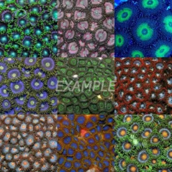 Coral pack - Zoanthus (Mix) (Medium) (10 pcs) | M
